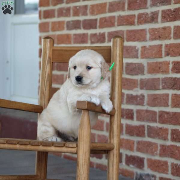 Trump, Golden Retriever Puppy